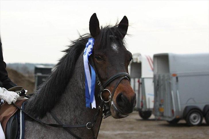 Anden særlig race Morepark Hennessy - 2 plads! i LC. <3 billede 8