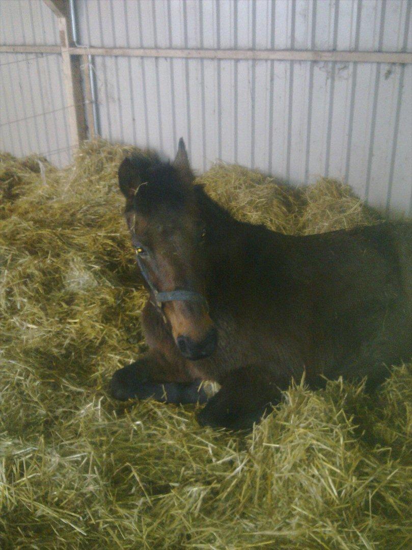 Anden særlig race Ladie billede 14