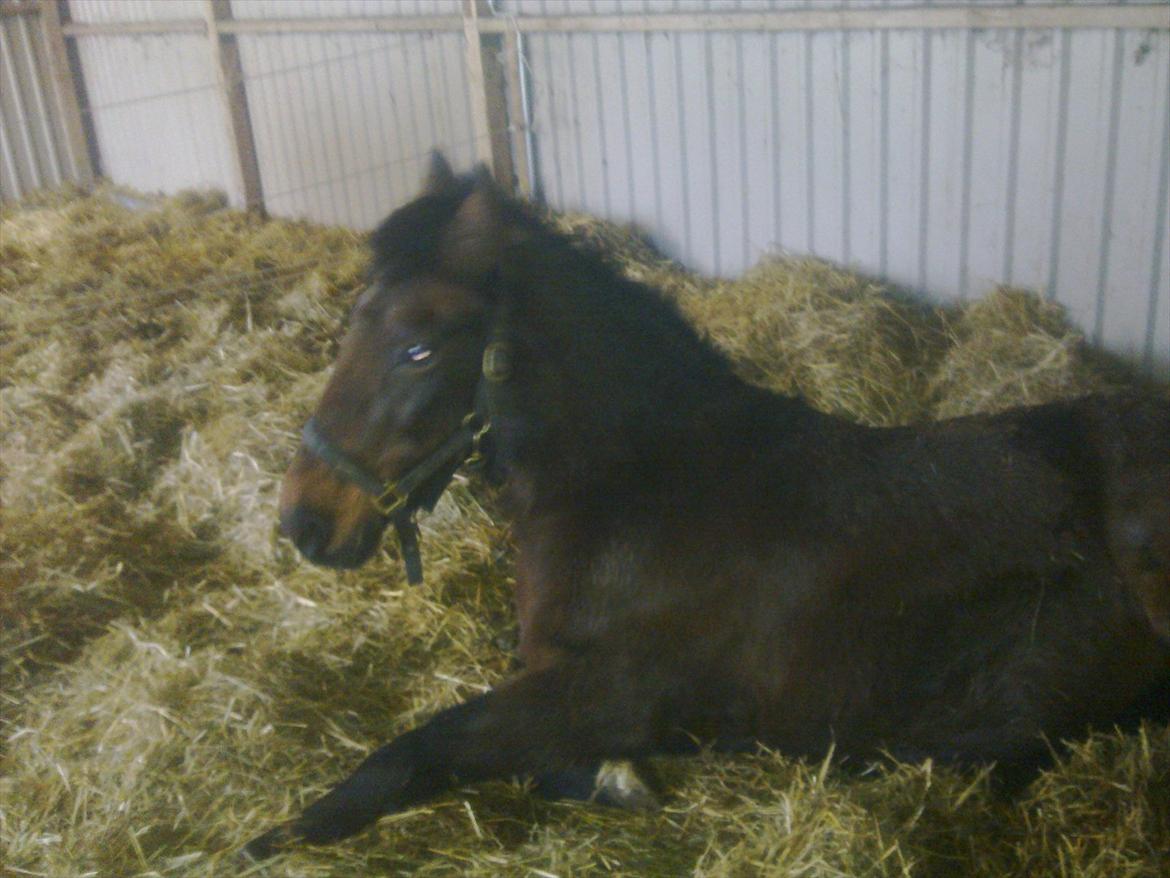 Anden særlig race Ladie billede 15