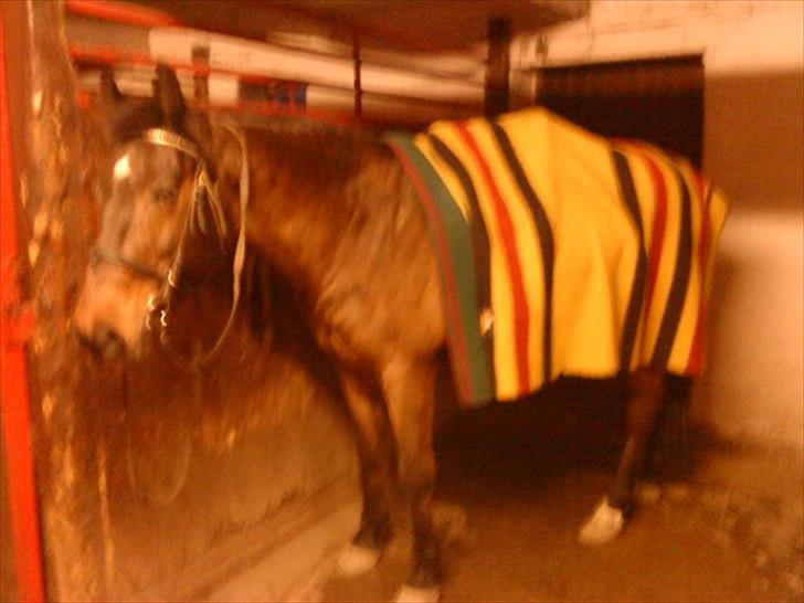 Fuldblod (XX) Smokey  - efter en dejlig tur i skoven Foto Mig  billede 18