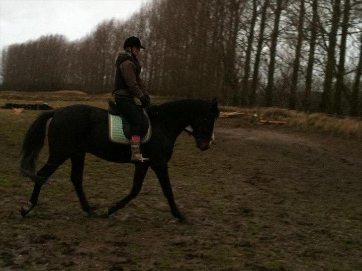 Oldenborg Rosenhavens Madok - i trav se den fine holdning! :) madoksen du er nu meget dejlig! <3 billede 9