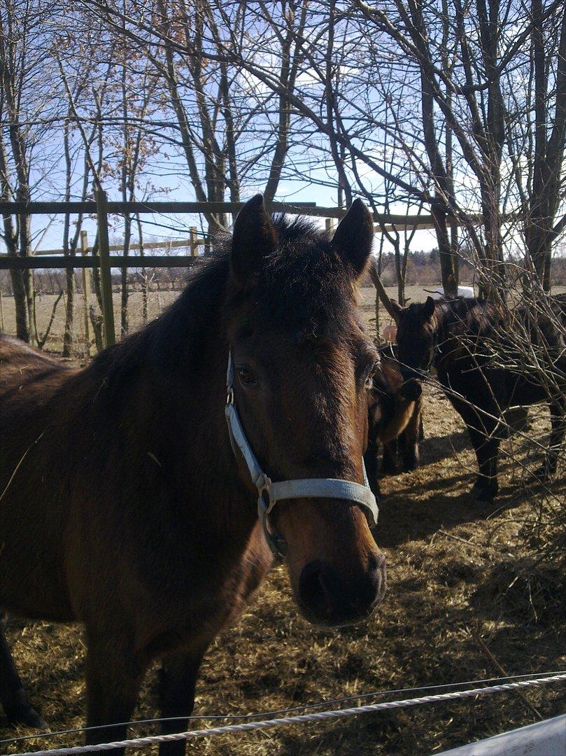 Anden særlig race Ladie billede 2