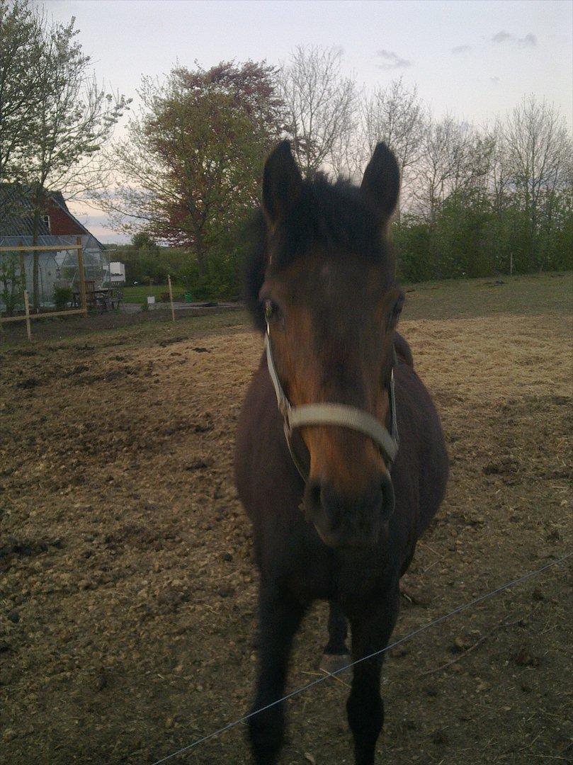 Anden særlig race Ladie billede 16