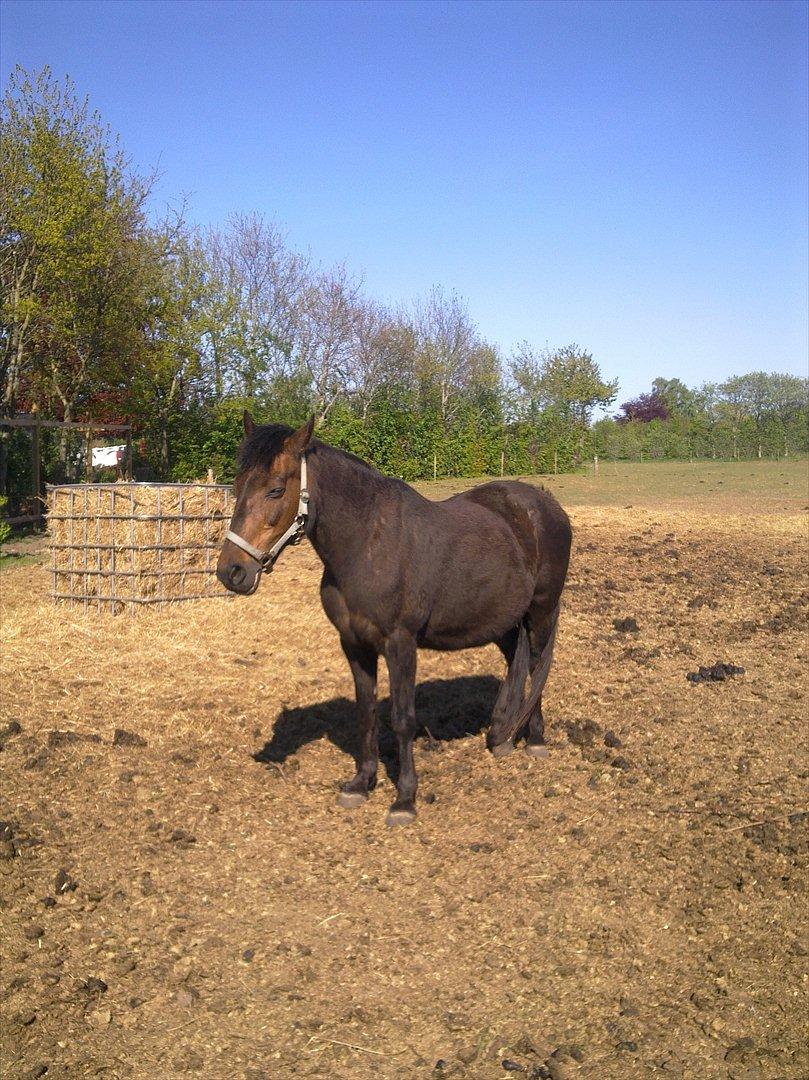Anden særlig race Ladie billede 4