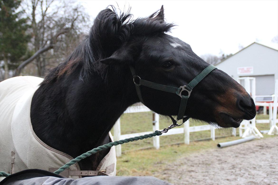 Anden særlig race Krumme *Part* billede 5
