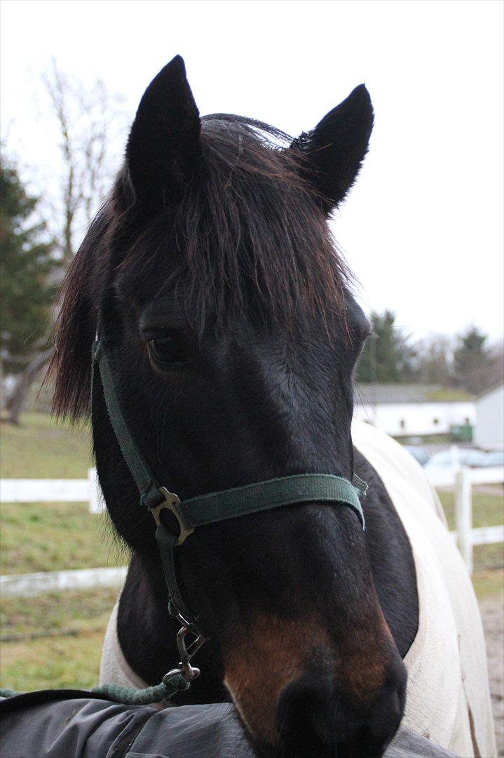 Anden særlig race Krumme *Part* billede 6