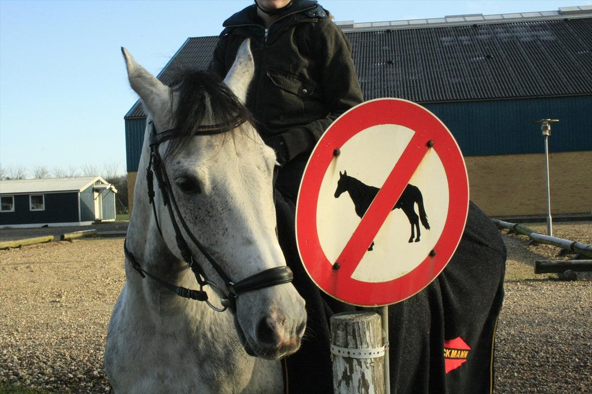 Anden særlig race Lyng's My little fellow [Solgt] - Crime med verdens bedste pony! :* jan 2012 billede 3