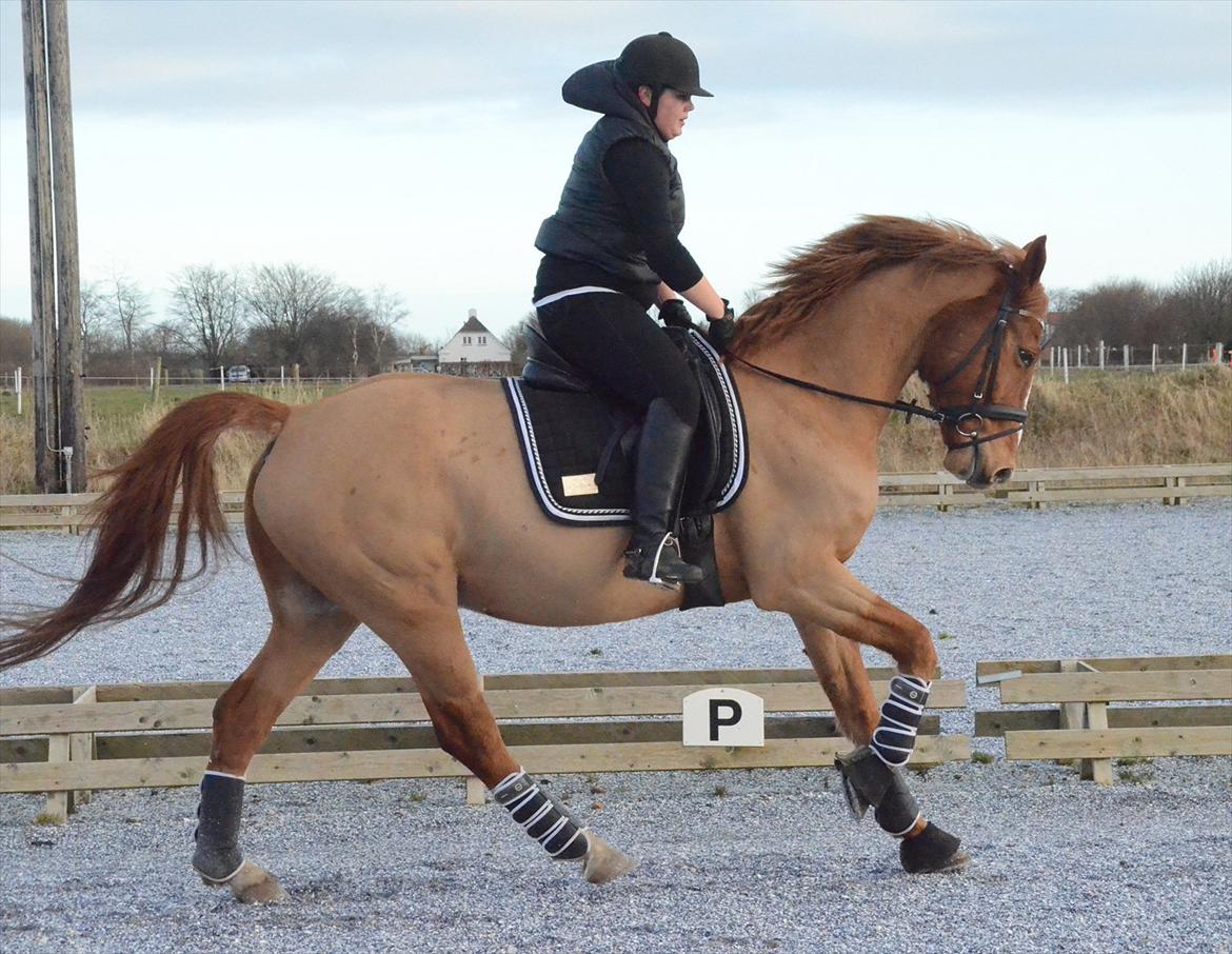 Hannoveraner Junker billede 11