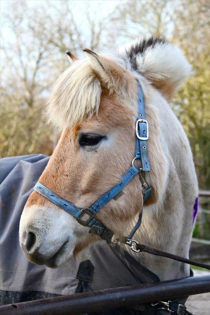 Fjordhest Asterix - Smukke BasterAster :D billede 12