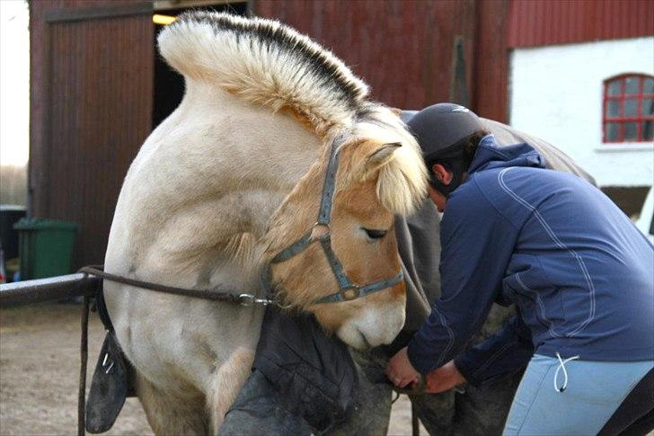 Fjordhest Asterix - Asti tjekker liiige om jeg gør det rigtigt ;p billede 13