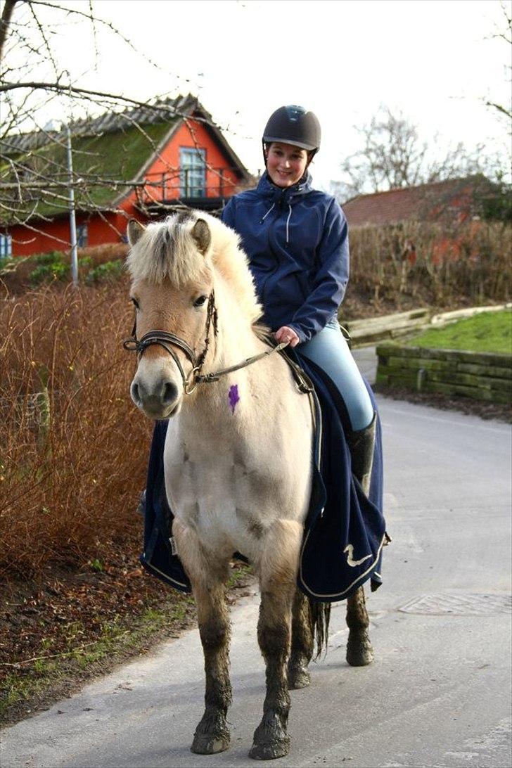 Fjordhest Asterix - Iiiih.. Han har opdaget storskrald! xD billede 14