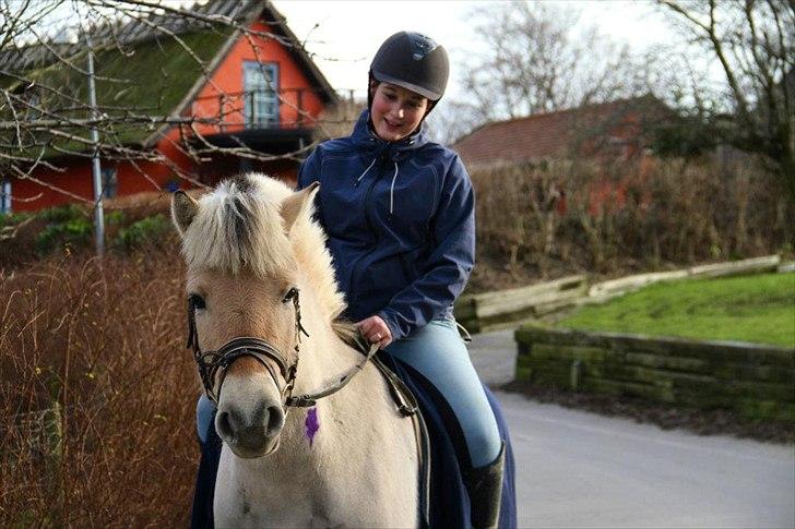 Fjordhest Asterix - Hygge <3 billede 15