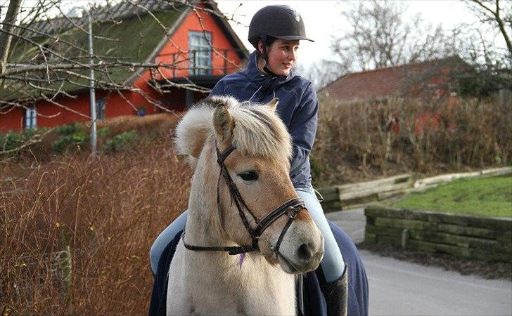 Fjordhest Asterix - Uuuh.. mere storskrald! xD billede 16