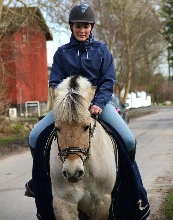 Fjordhest Asterix - Endelig skridttur efter lang tids sygdom! :D <3 billede 17