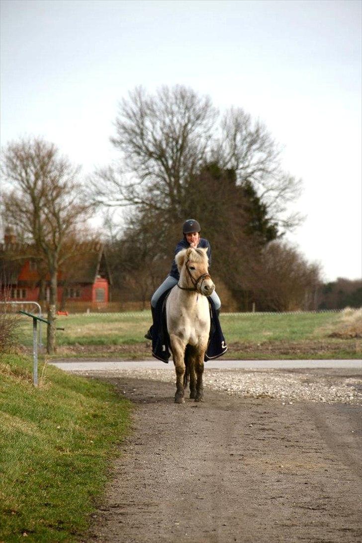 Fjordhest Asterix - hihi <3 billede 18