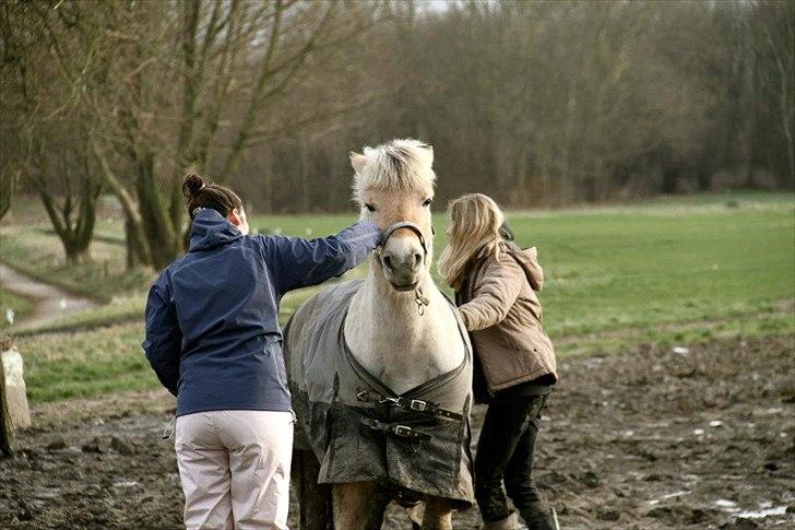 Fjordhest Asterix - Stædige Aster sidder fast i mudderet xD billede 20