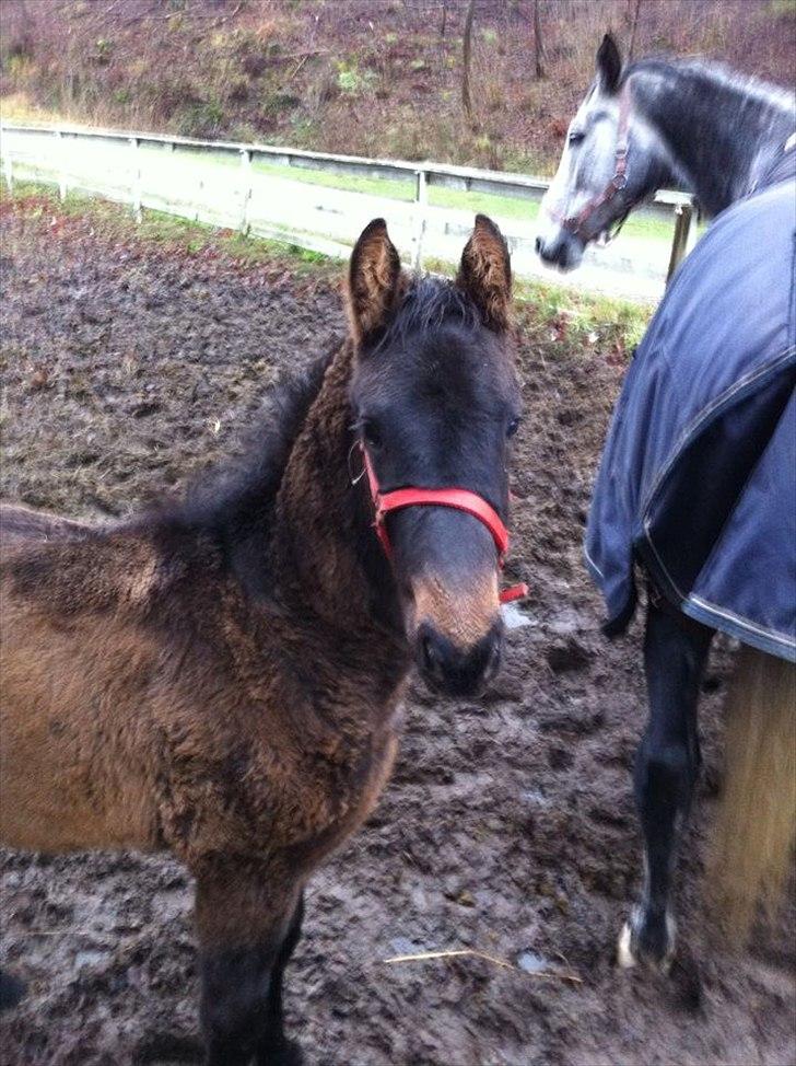 Anden særlig race Egebæks Bailey <3 - snart 4 mdr. gammel. :) <3 billede 8