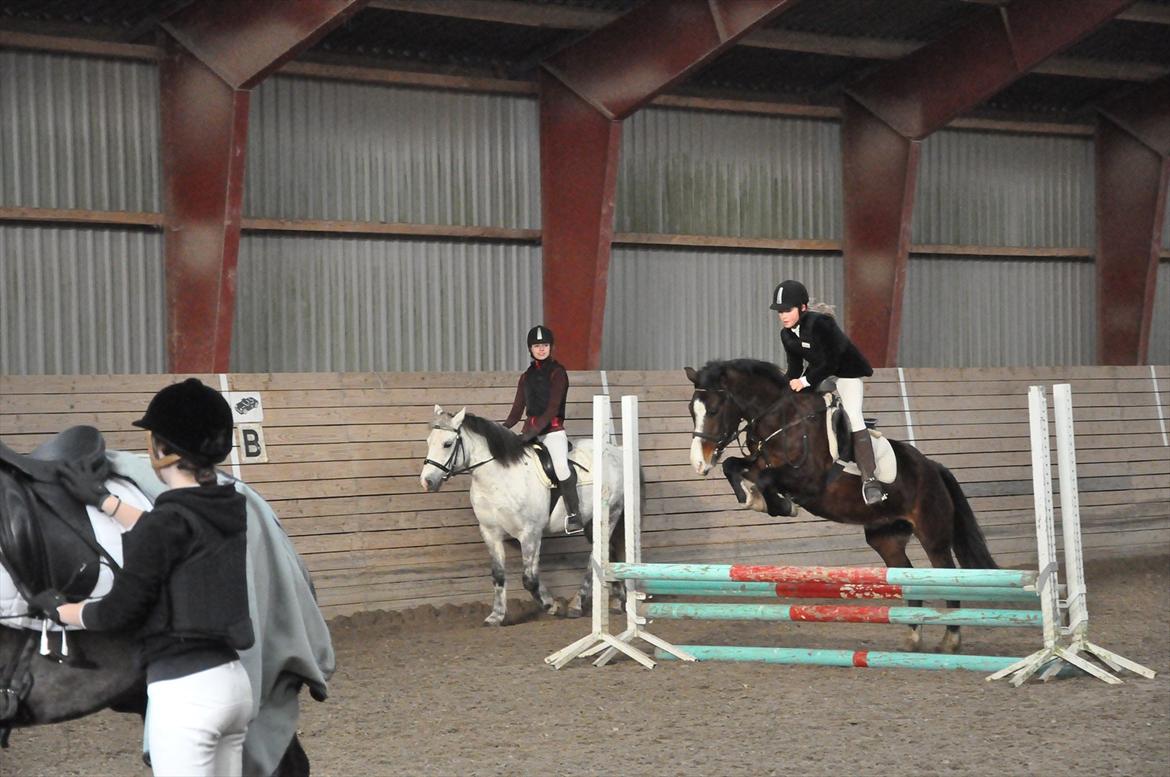 Welsh Cob (sec D) Sunshine Santana - Altid elsket!<3 - til opvarmning  billede 4
