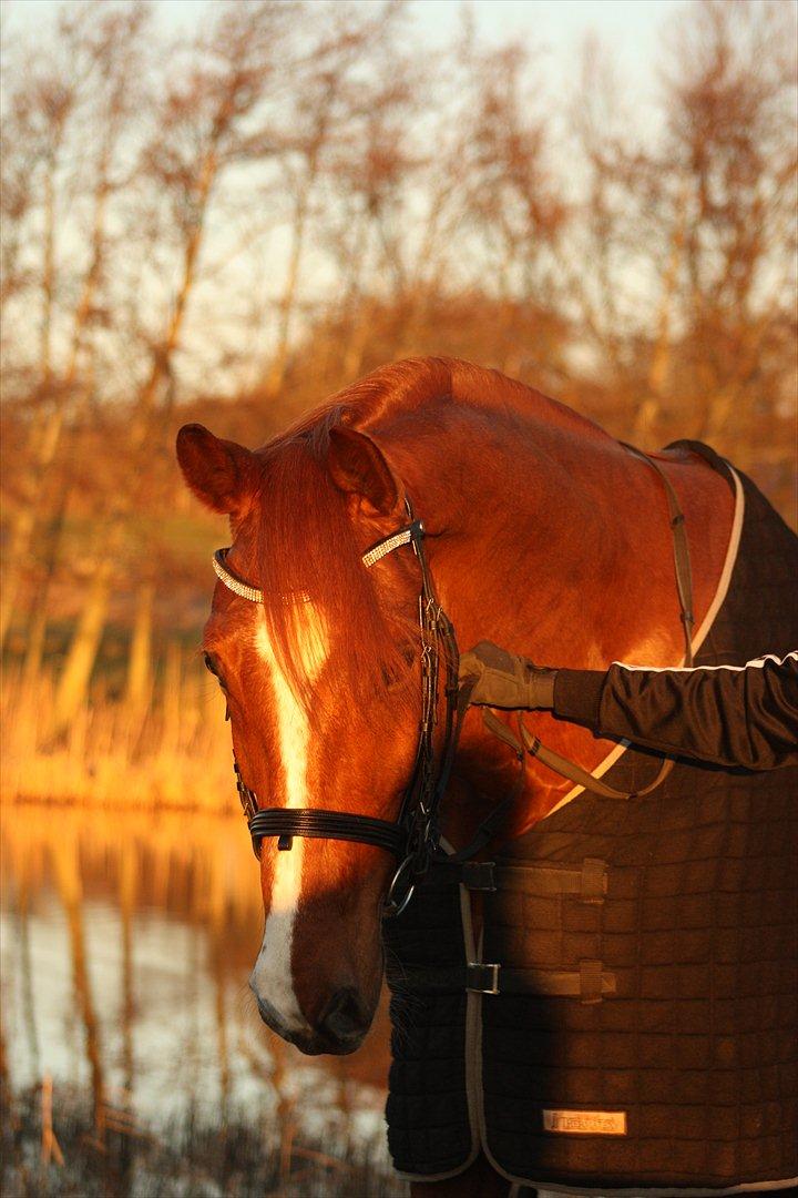 Dansk Varmblod Unicorn's Renoir (Røde) - Foto: Carina Andersen billede 3