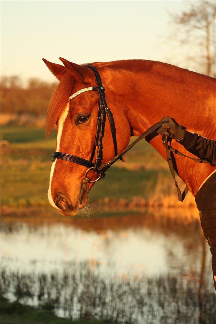 Dansk Varmblod Unicorn's Renoir (Røde) - Foto Carina Andersen billede 1