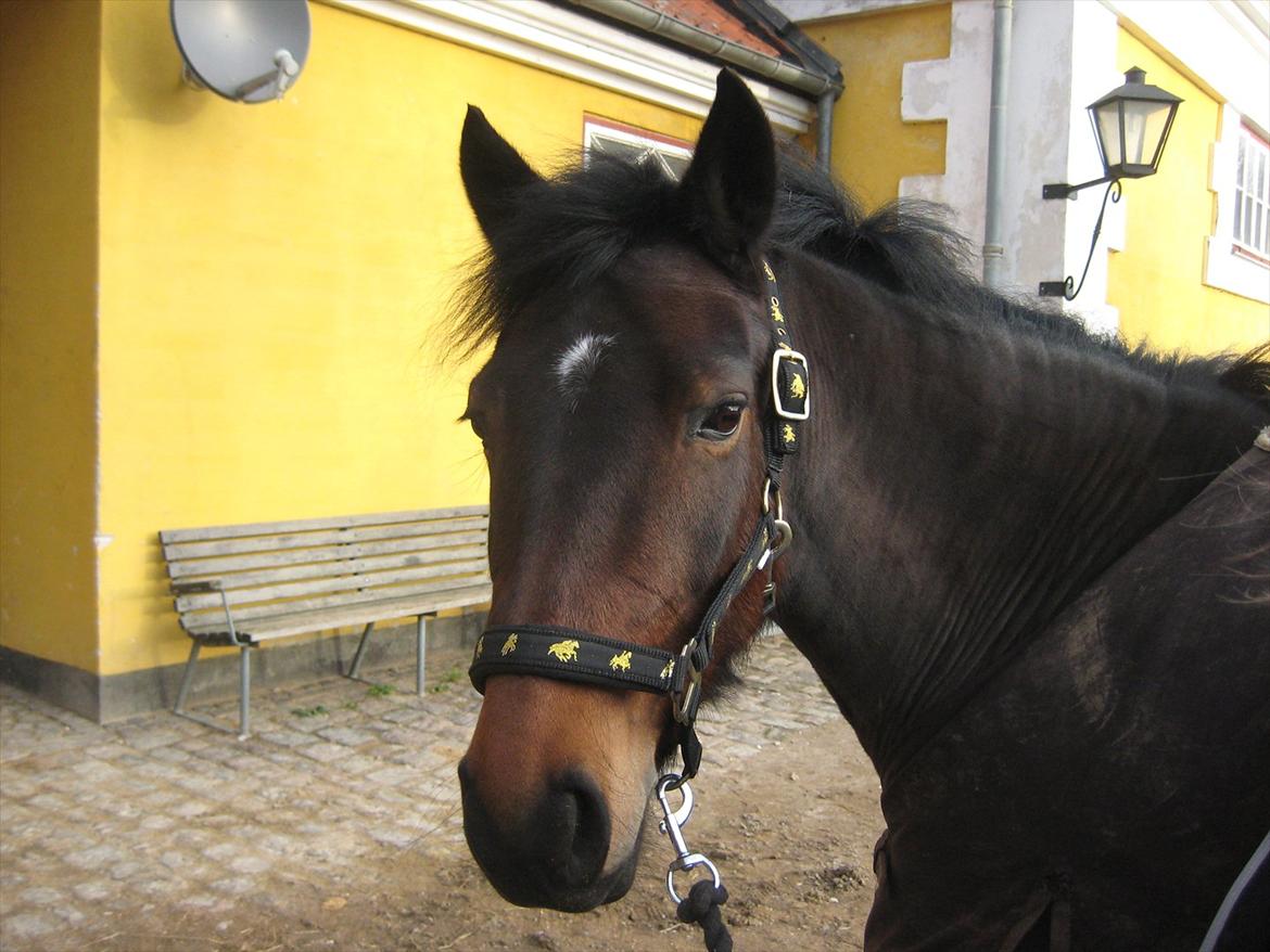 Anden særlig race Pheasant´s Quincy - Verdens bedste hest billede 1