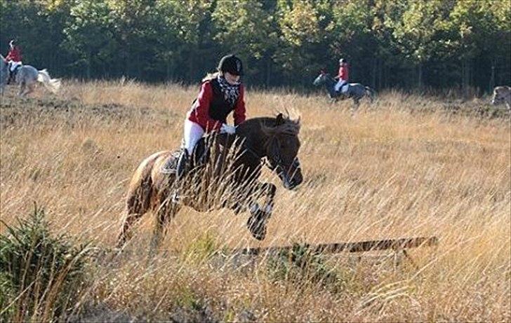 Anden særlig race Barcardi - Hubertusjagt 2011 - MJJR billede 16