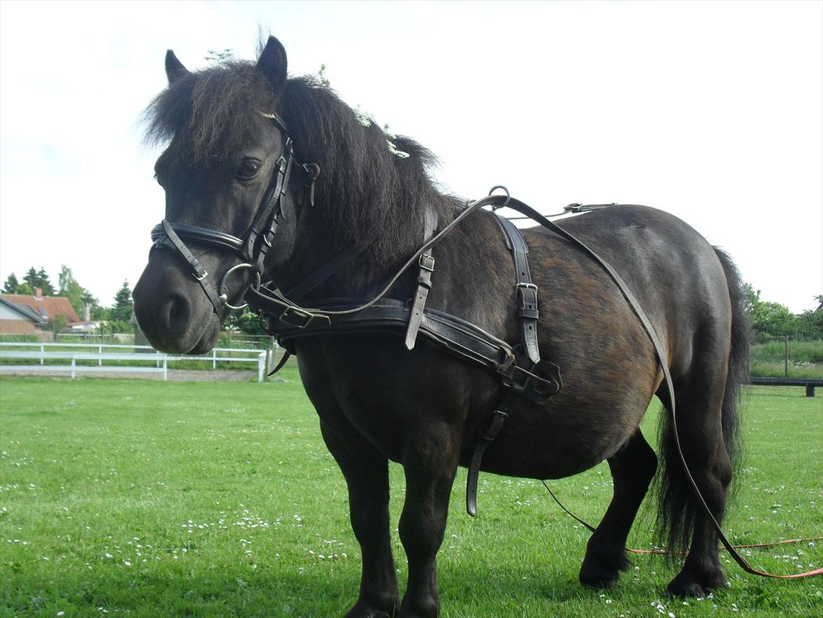 Shetlænder Charlie [RKRR] billede 4