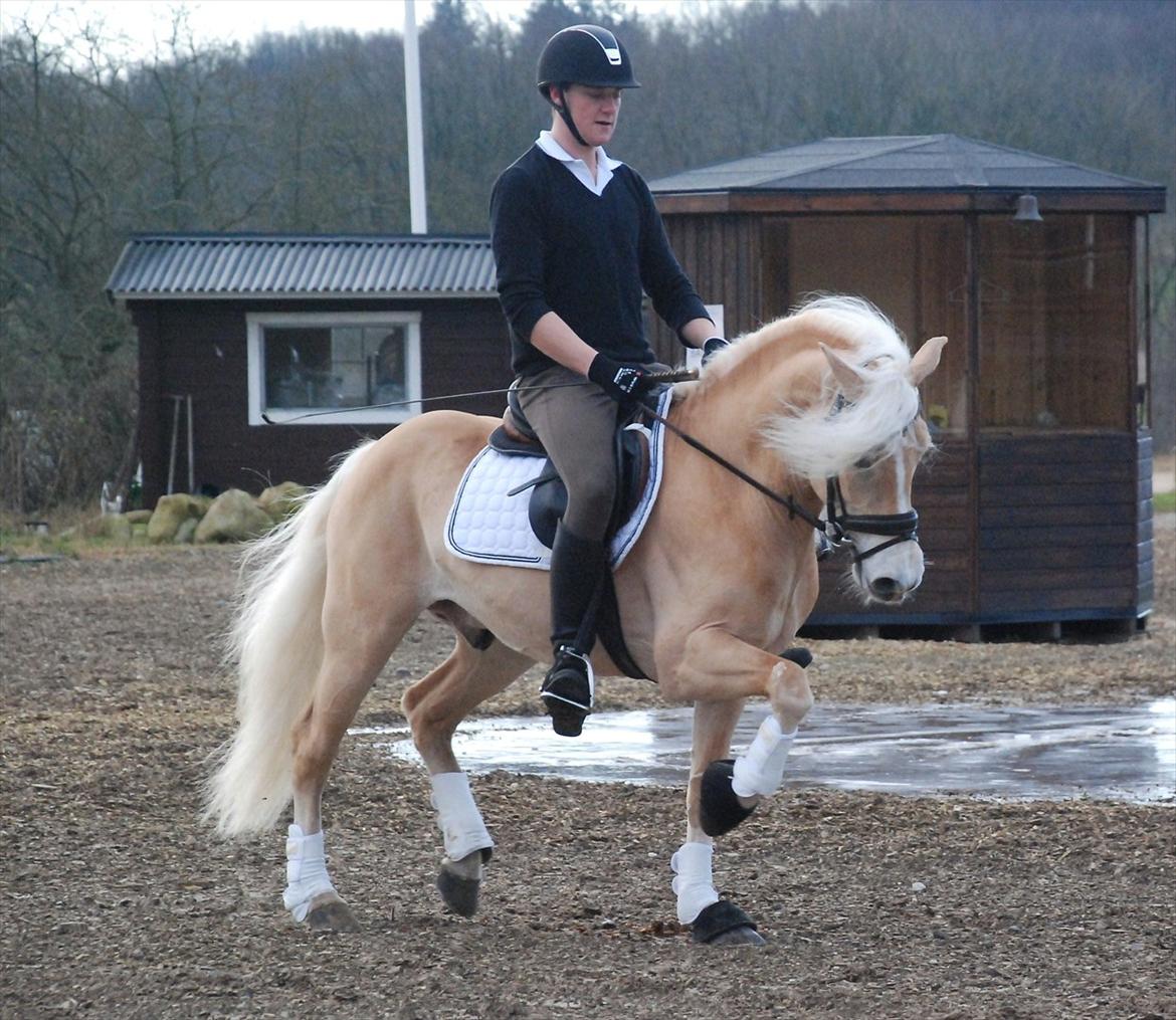 Haflinger Wictor Wican - hingst - solgt billede 4