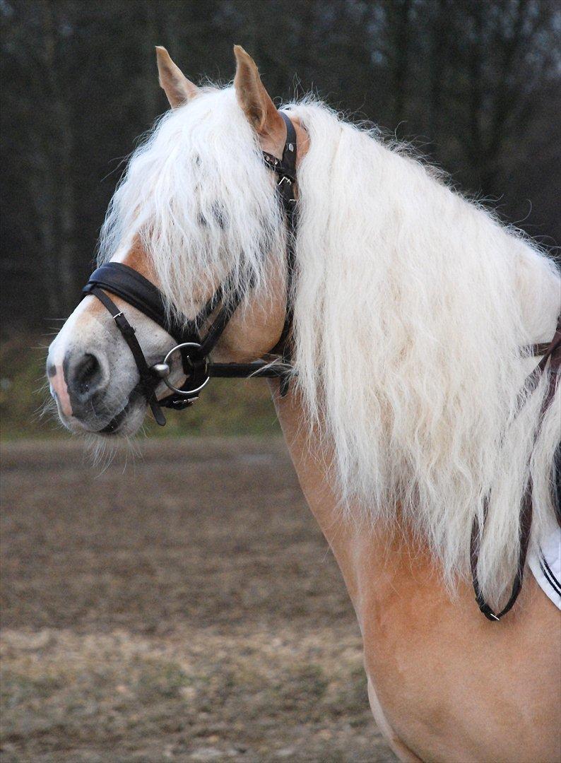 Haflinger Wictor Wican - hingst - solgt billede 5