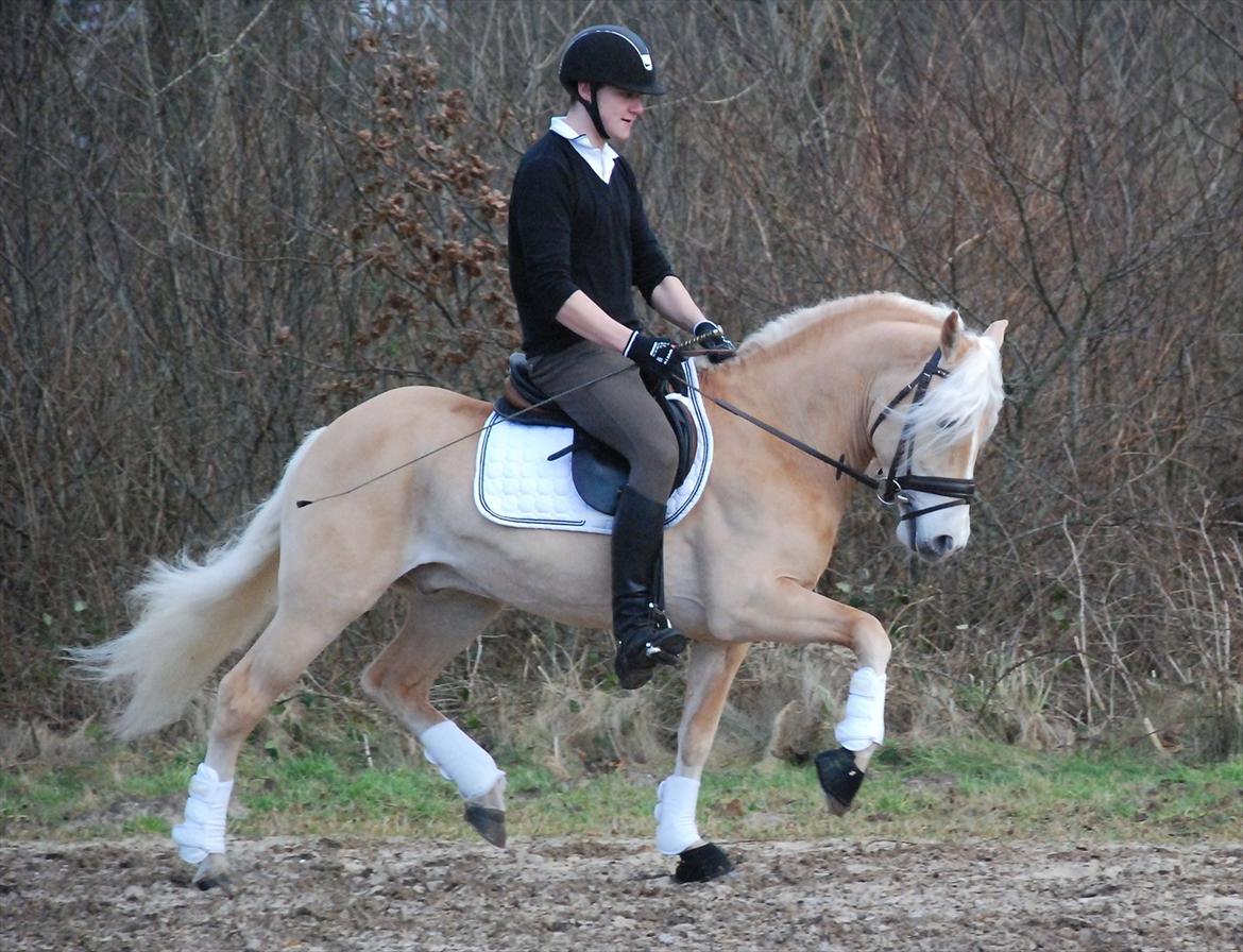 Haflinger Wictor Wican - hingst - solgt billede 1