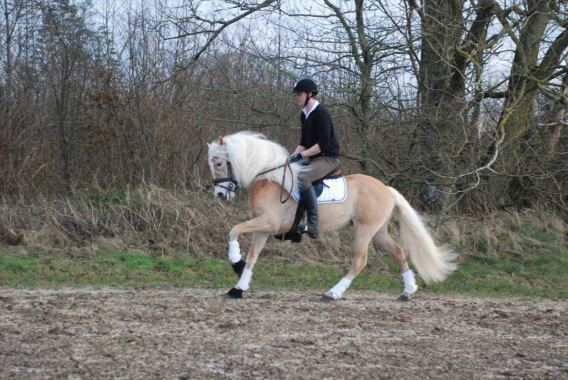 Haflinger Wictor Wican - hingst - solgt billede 8