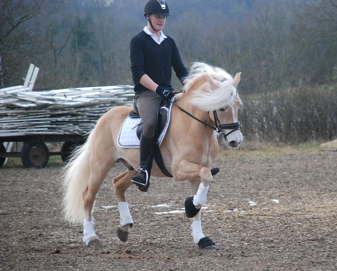 Haflinger Wictor Wican - hingst - solgt billede 14