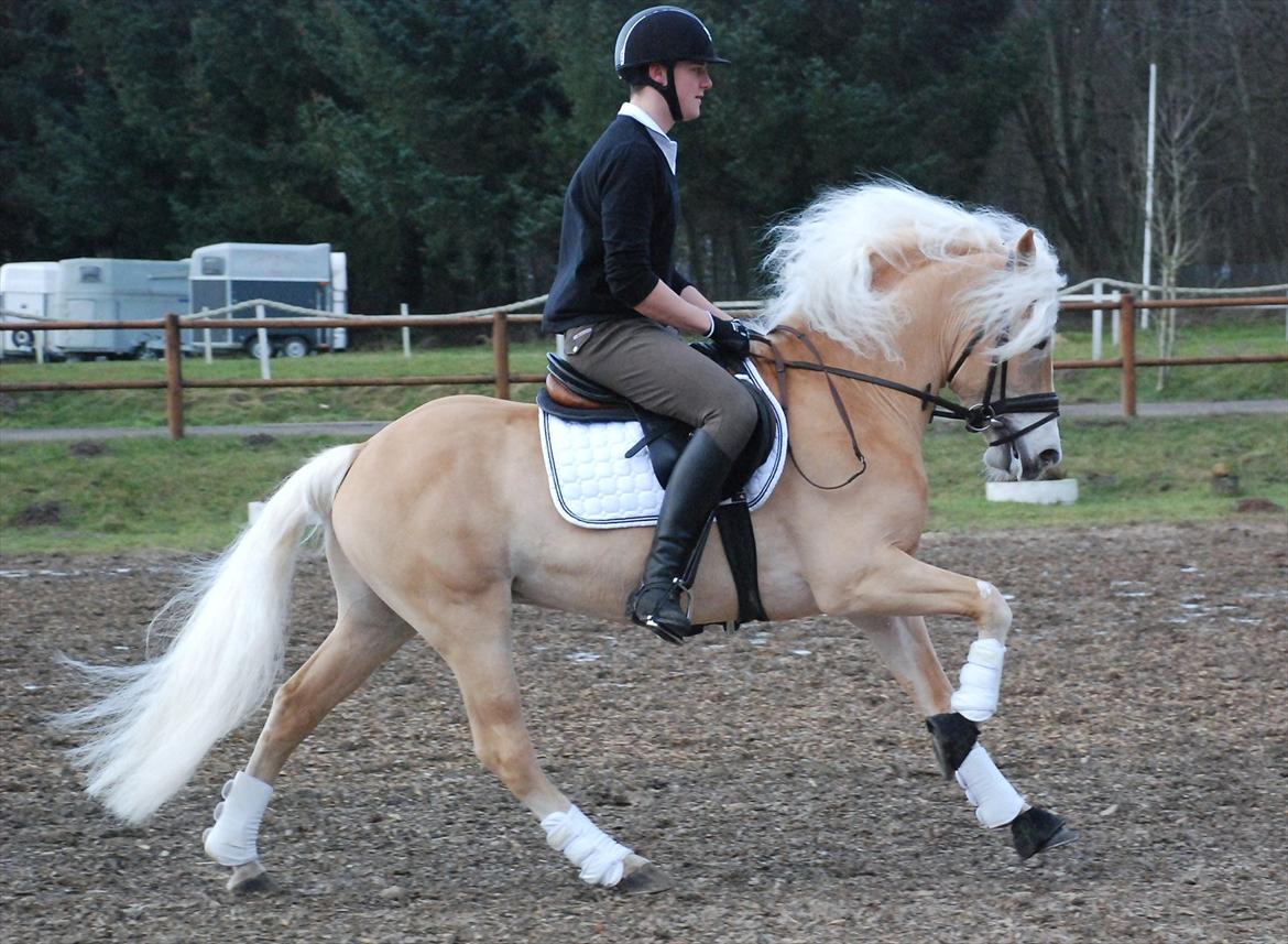 Haflinger Wictor Wican - hingst - solgt billede 15