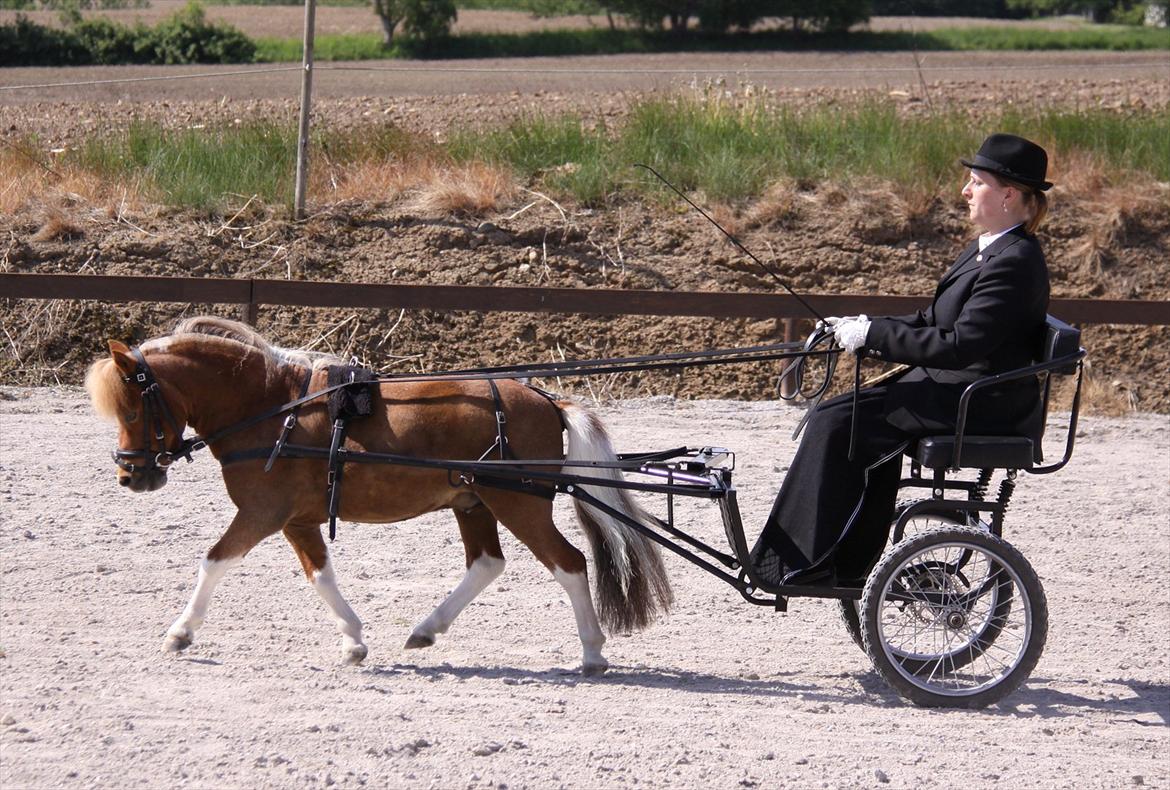 Dansk Miniature Askjærlund´s Oscar billede 8