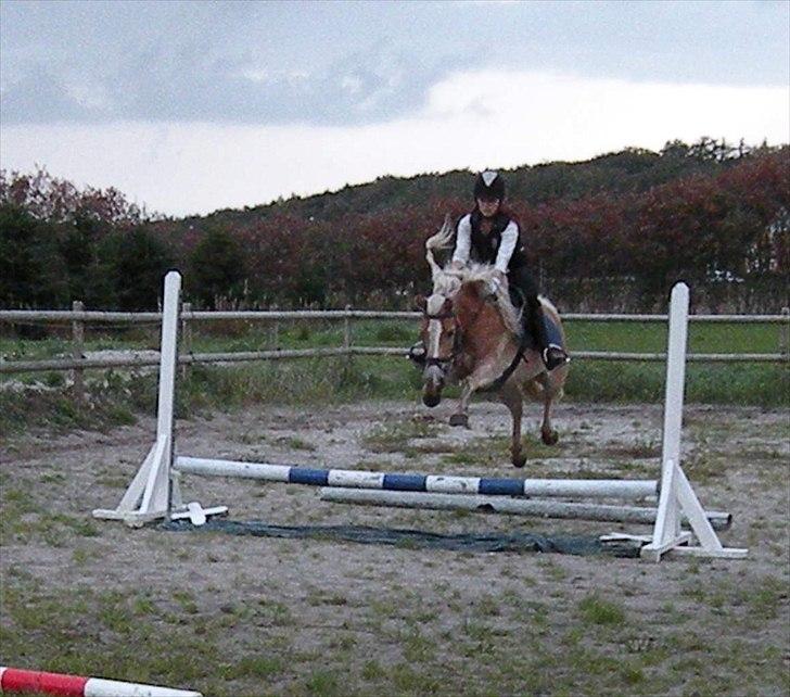 Haflinger Nyegaards Nascha - Hov der var en vandgrav under! billede 17