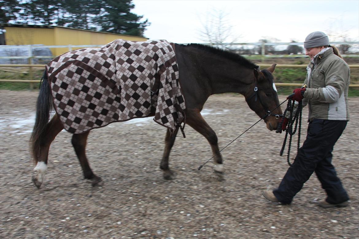 Anden særlig race Tchad the Spot (Død 2012) - Vintertræning for hånd. Dec. 2011. billede 15