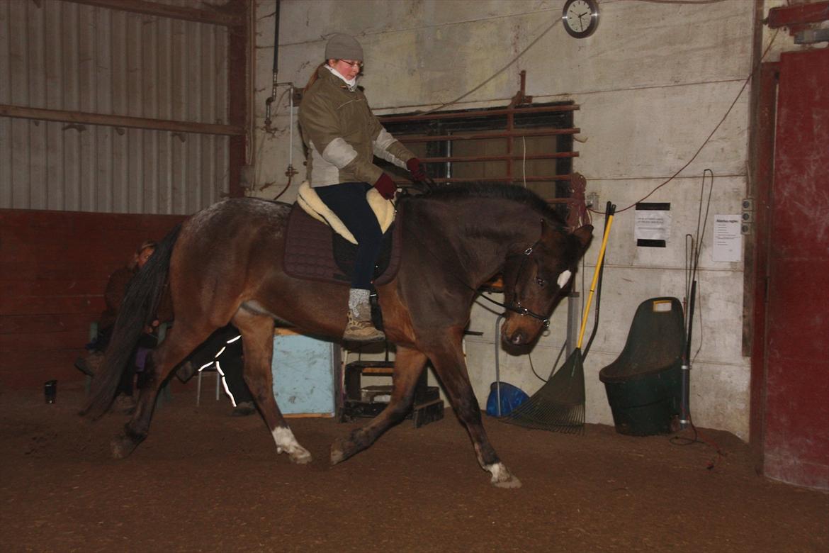 Anden særlig race Tchad the Spot (Død 2012) - Vintertid, Jan. 2012 billede 16