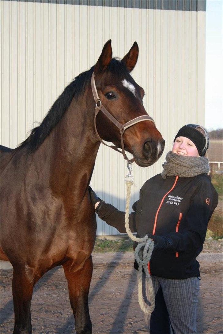 Dansk Varmblod Vesterdams Weltsia - Får altid et smil på læben når jeg er i nærheden af dig <3 billede 11
