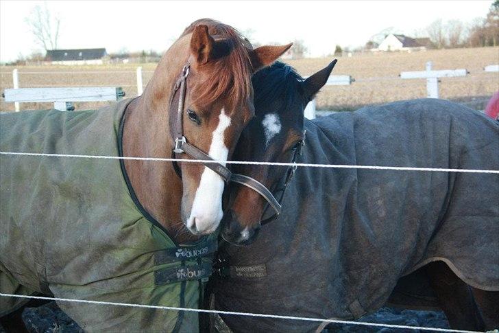 Dansk Varmblod Vesterdams Weltsia billede 12