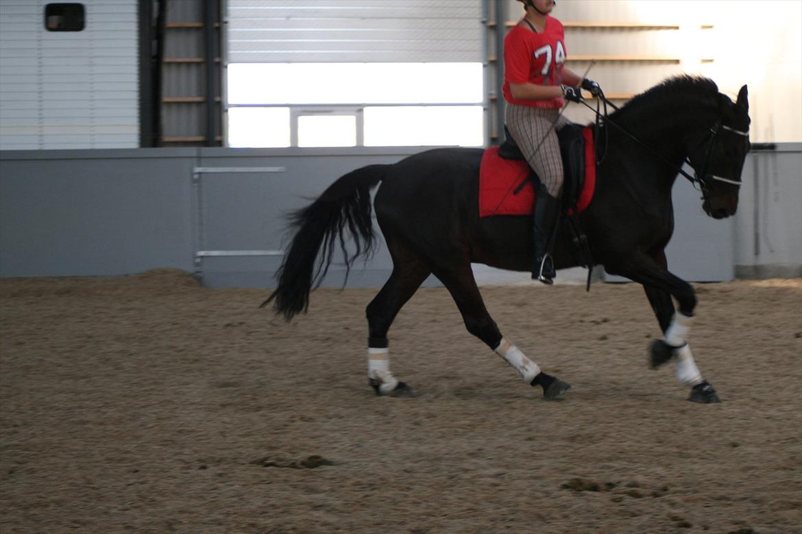 Dansk Varmblod Casino Royale SOLGT billede 6