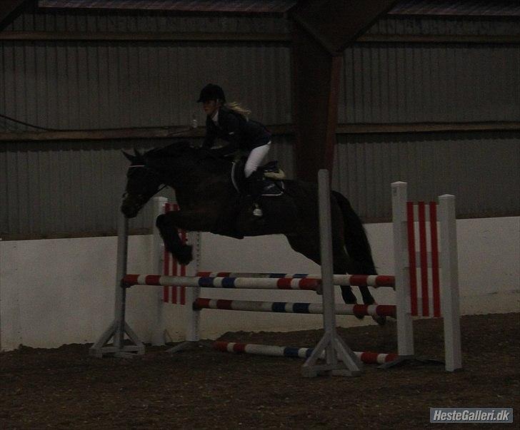 Irsk Sportspony Midnight Exspress - VRCL d.14/1 2012. Taget af Bolette Hornby TAK billede 17