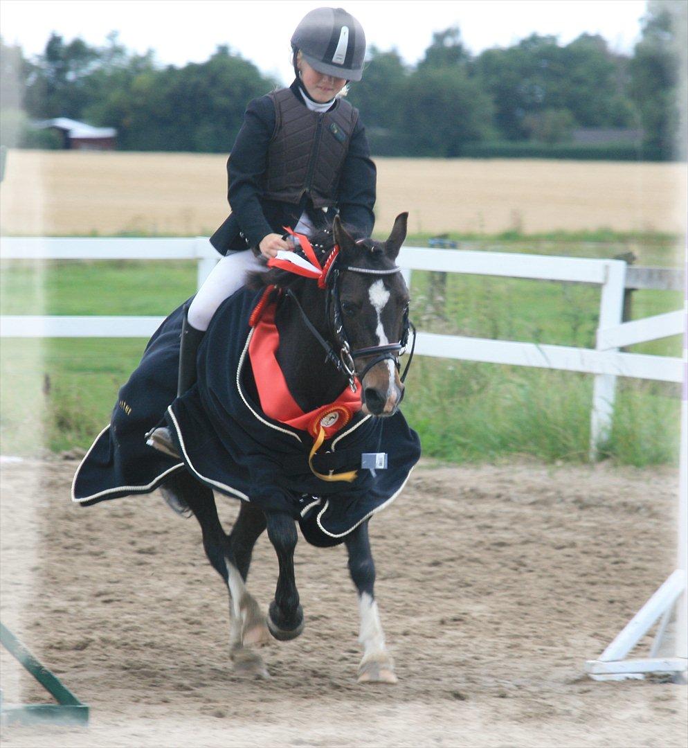 Welsh Mountain (sec A) Blick (Perle) billede 8
