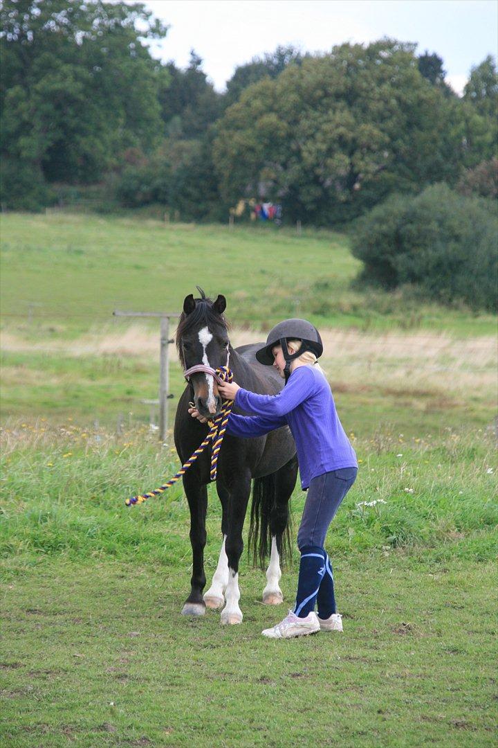 Welsh Mountain (sec A) Blick (Perle) billede 12