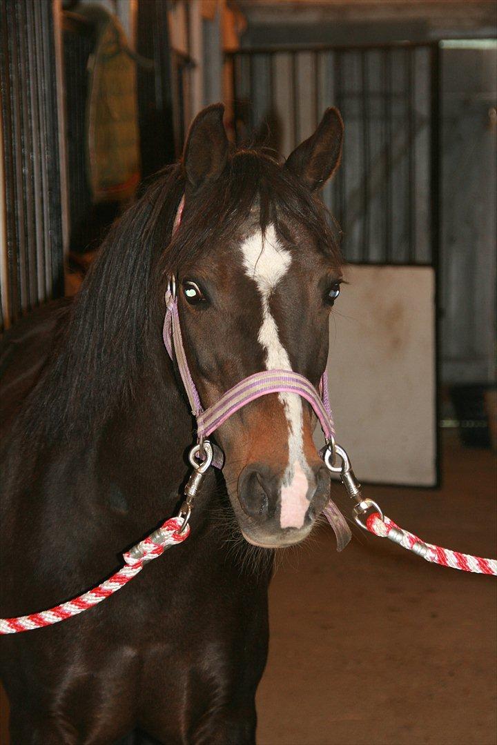 Welsh Mountain (sec A) Blick (Perle) billede 10