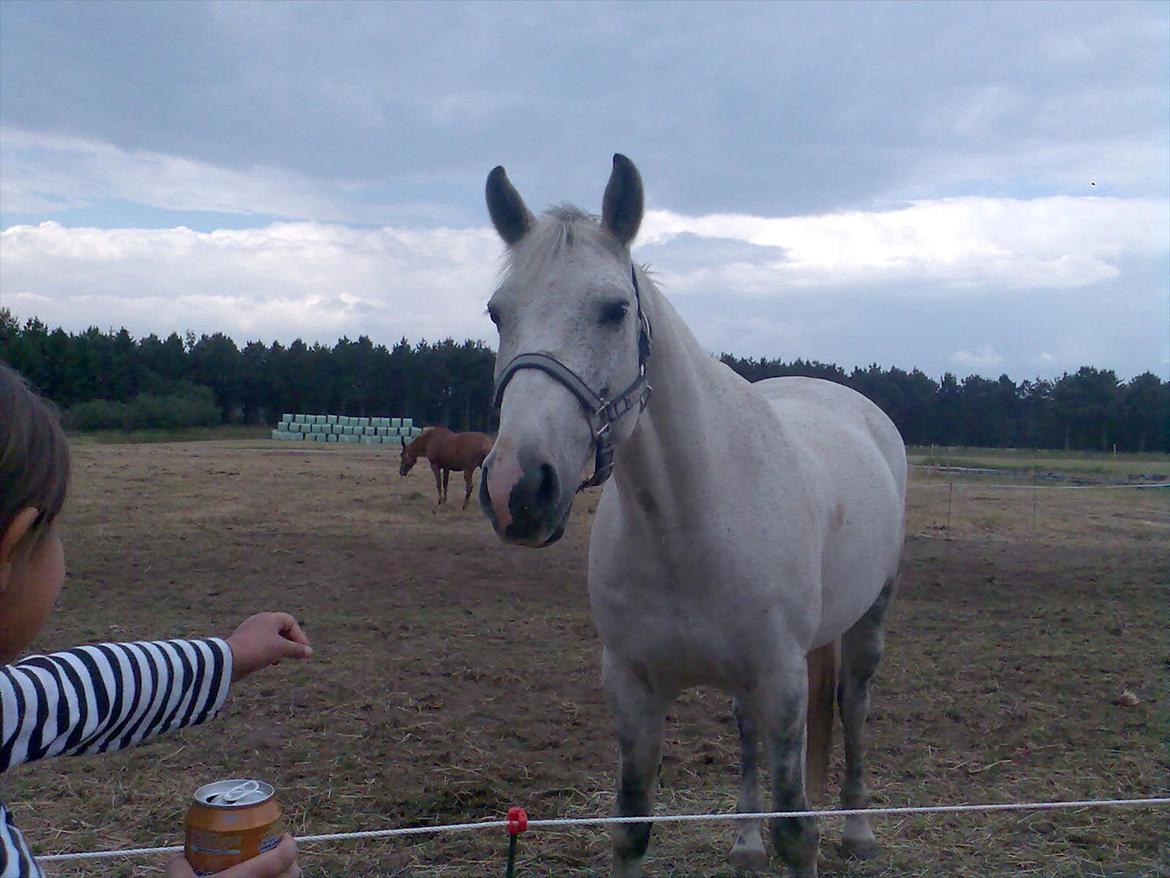 Tysk Sportspony Max 375 R.I.P <3 billede 8