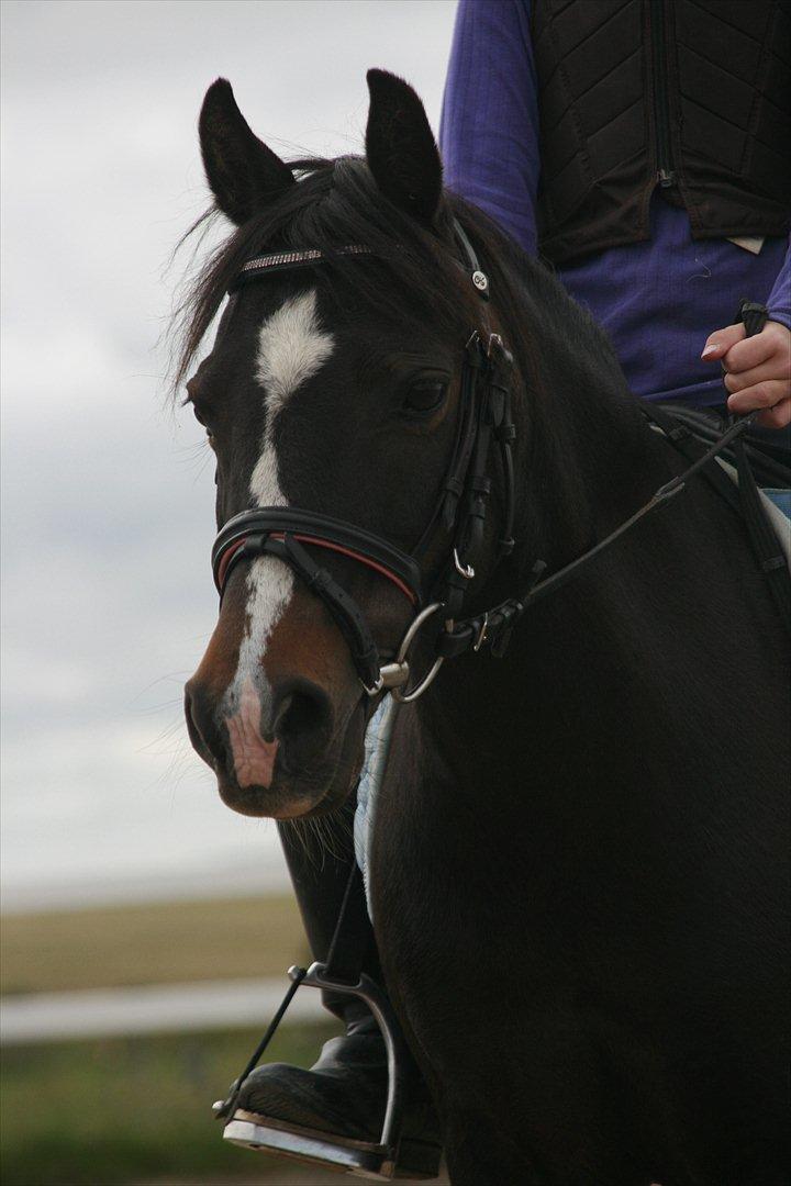 Welsh Mountain (sec A) Blick (Perle) billede 15