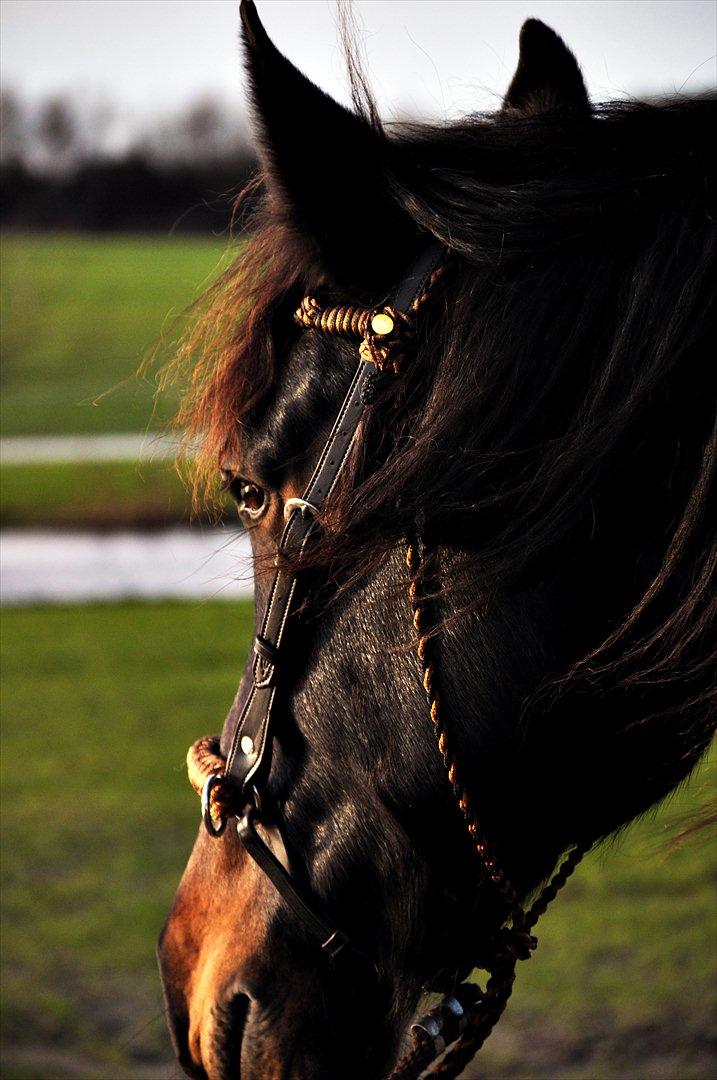 Oldenborg Sigersholmgårds Uno-boy - But paradise is locked and bolted... We must make a journey around the world to see if a back door has perhaps been left open. 14/1 2012 billede 1