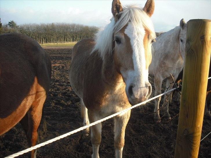 Haflinger Prins - En dejlig dag på fold
Foto: Mig billede 15