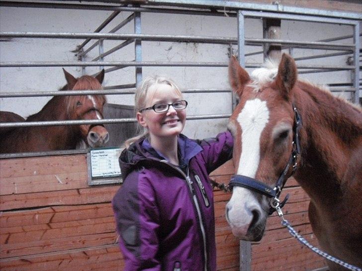 Haflinger Prins - Prins og jeg
Foto: Min mor billede 16