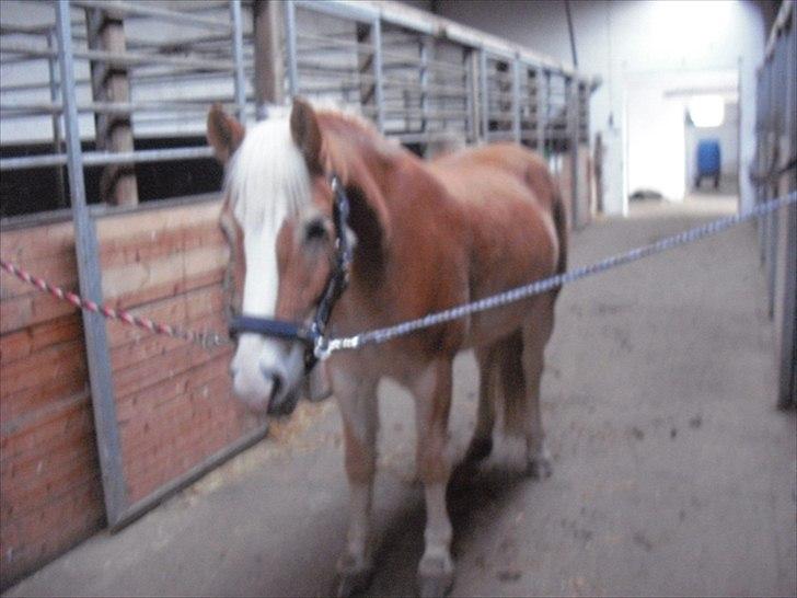 Haflinger Prins - Prins på staldgangen(det er mig han kigger efter)
Foto: Min mor  billede 17